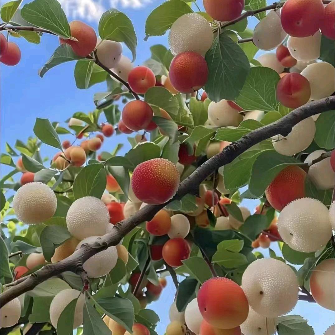 甘肃小王，野生菌汤锅干锅