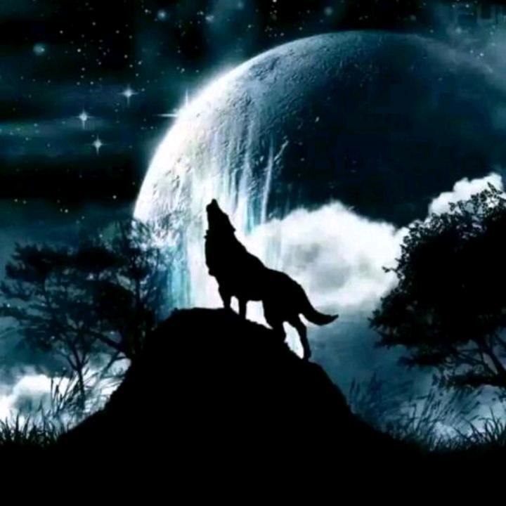 中国军狼🇨🇳【狼哥】🌏狼道军团🖕