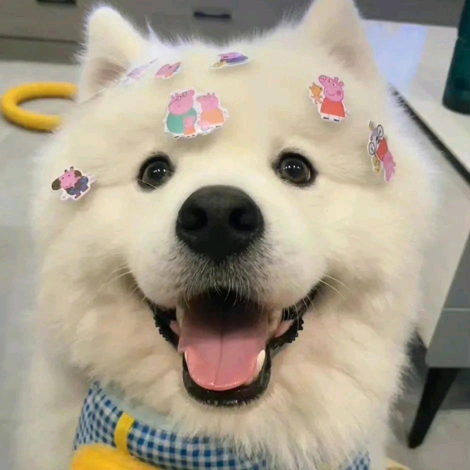 小狗圆圈✨（见过王源黄子版）