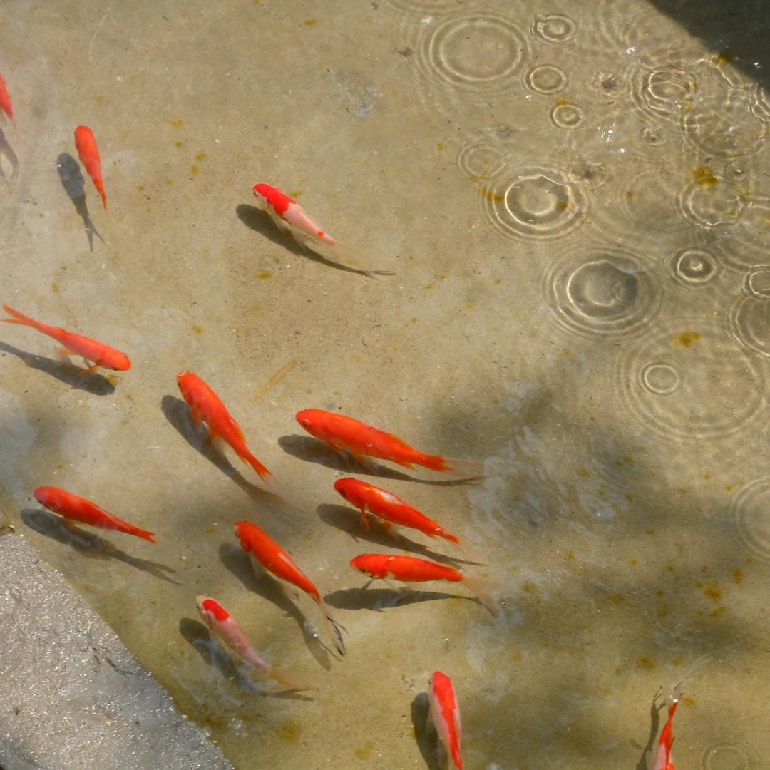 玖聚台球（六矿爱陪童幼儿园隔壁店）