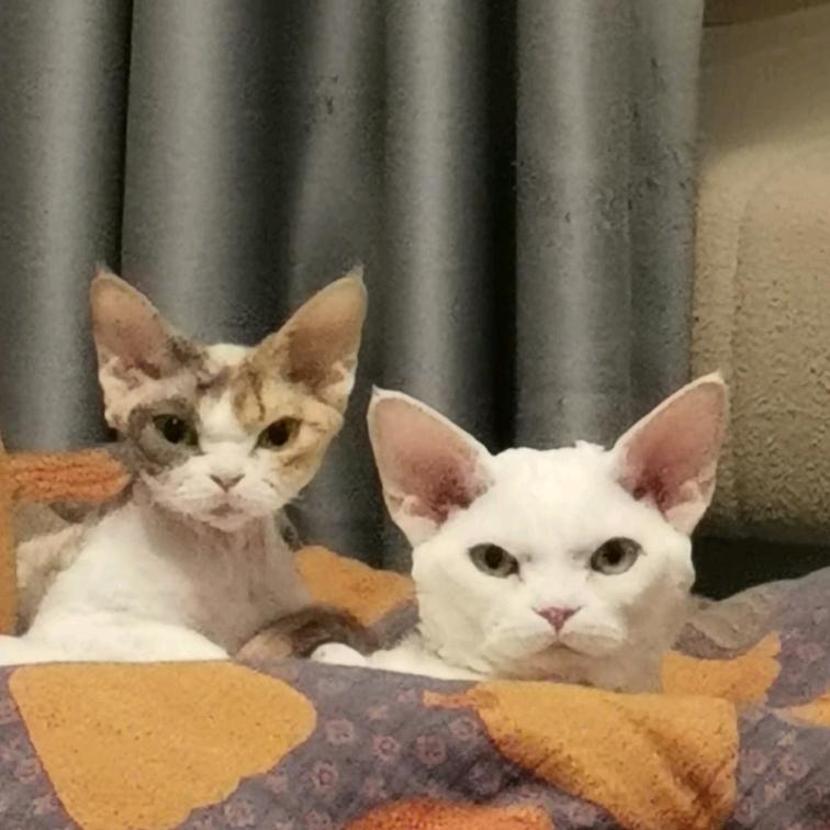 可可念宸安💋