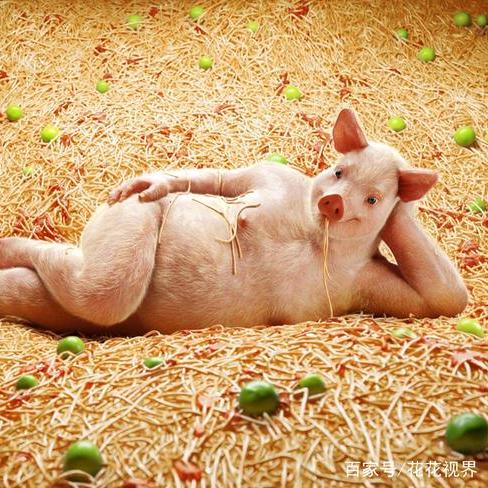 …🐷…