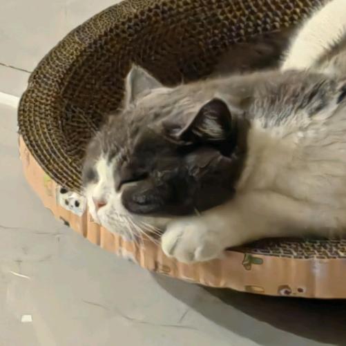妙妙小馋猫