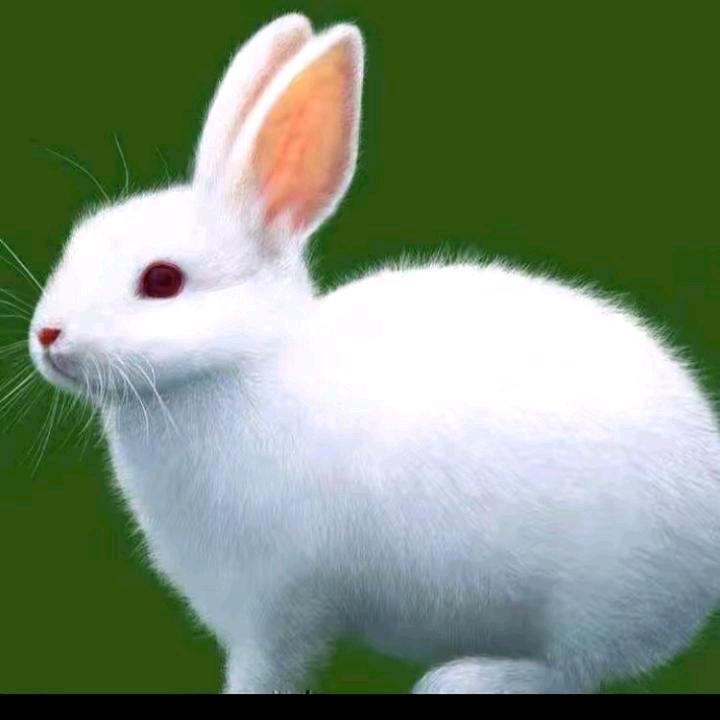 门窗定制，奥丽莎，(情有独钟)