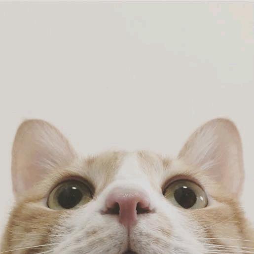 🌸🌸花花潮鞋