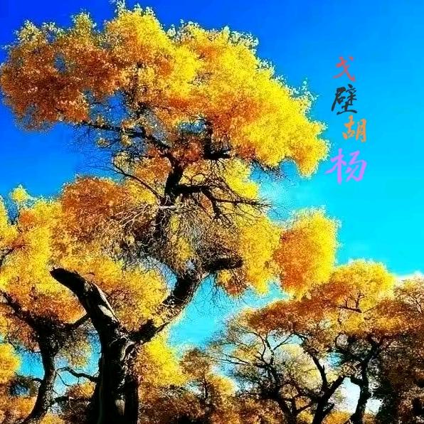 戈壁胡杨