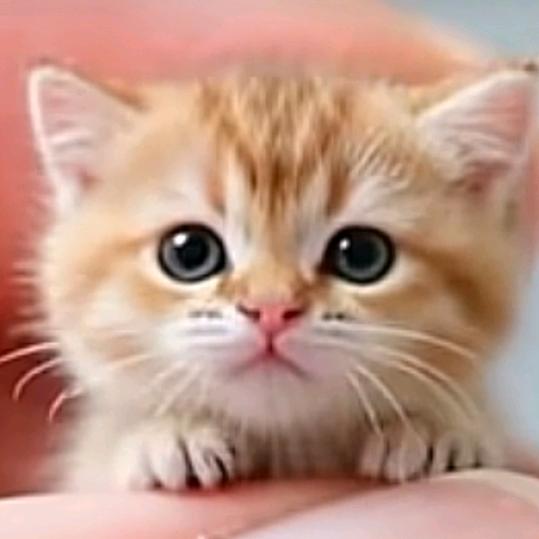 易家🍭星辰（幸福的画笔）