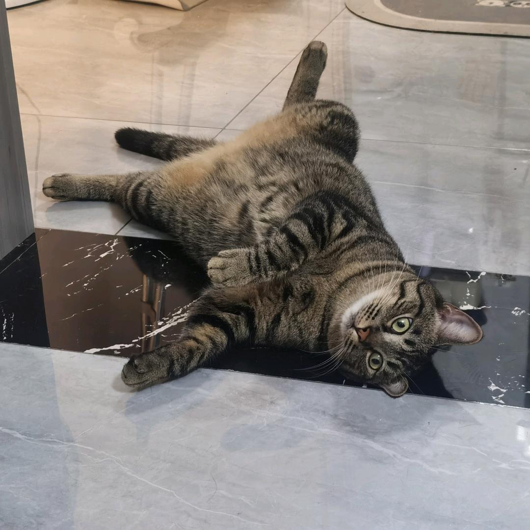 回收的可乐瓶