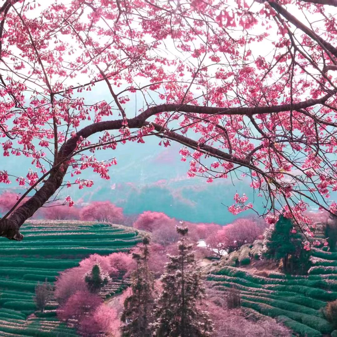 梅