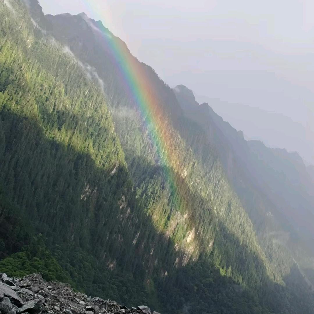 泣血玫瑰