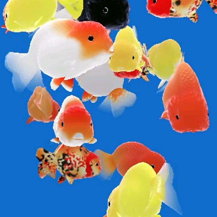 中了鱼病无法显出名字（养锦鲤粉丝）