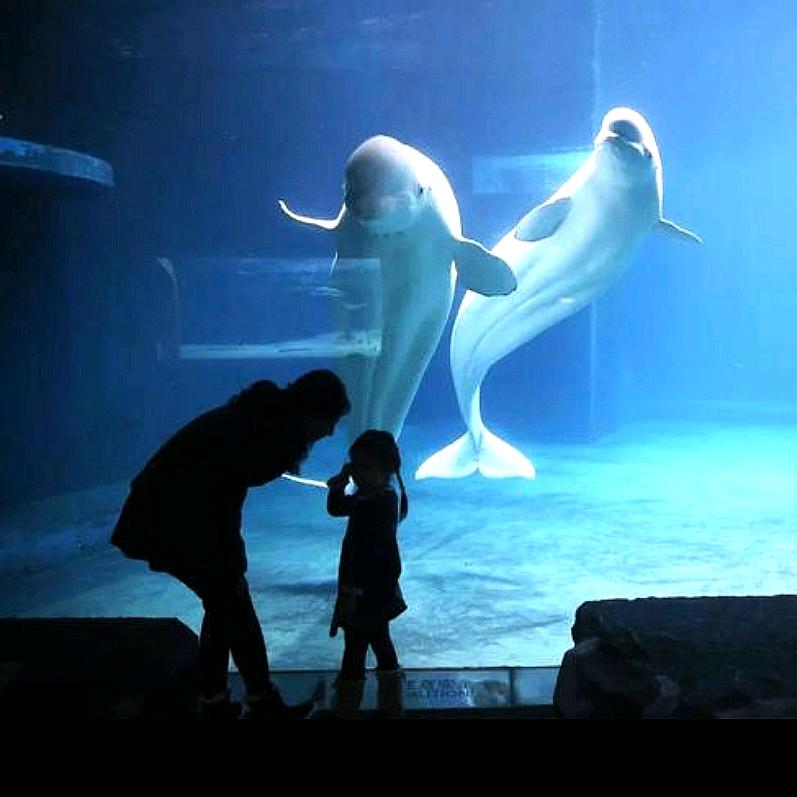 波比水族馆