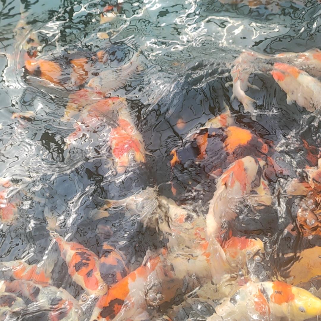 沈阳天祥锦鲤·小课堂