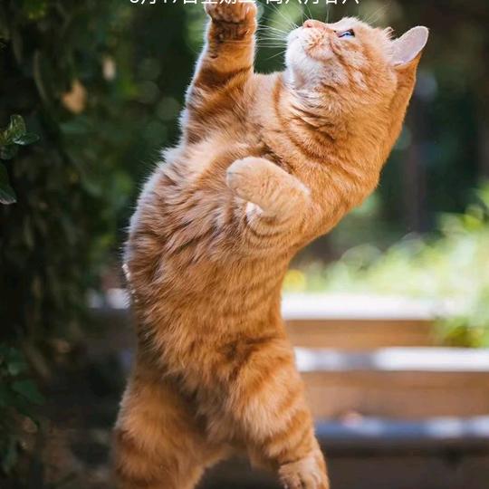 猫妖故事