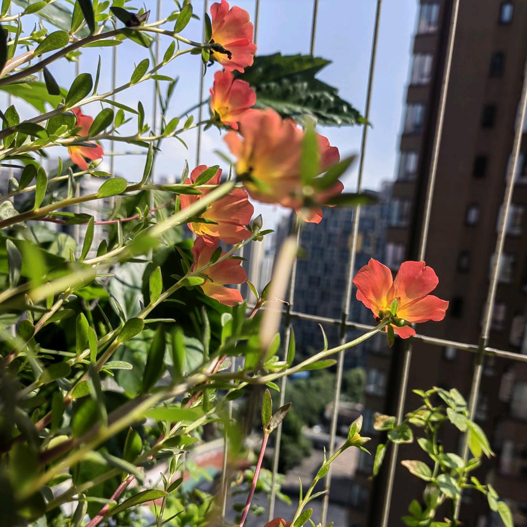 绿leaf