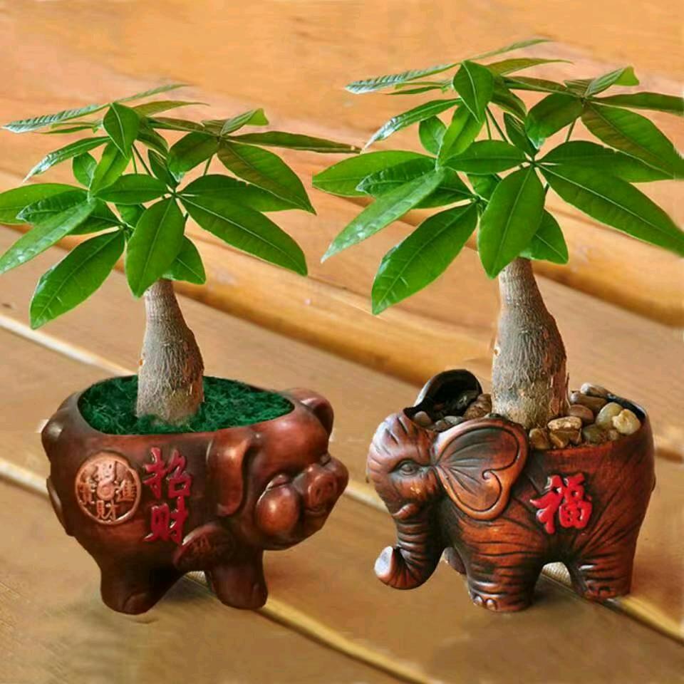 楚科