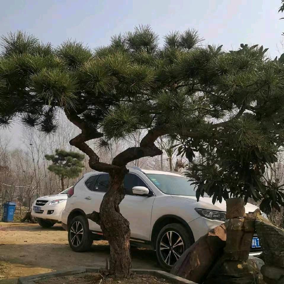 主峰桩园