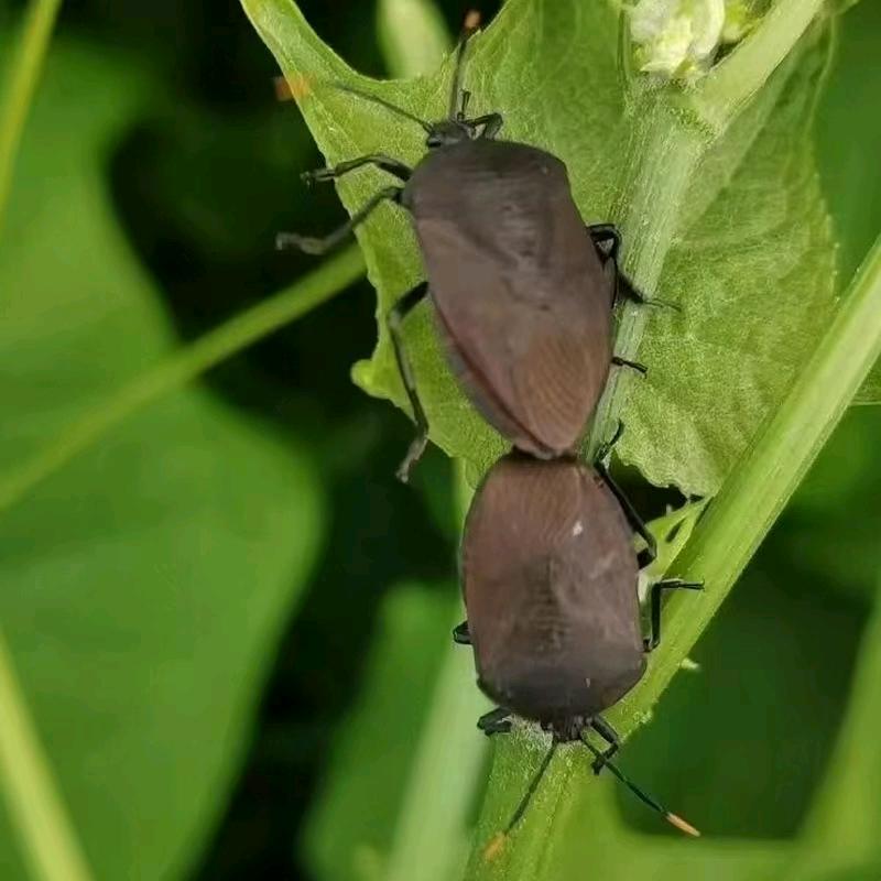 绿田九香虫养殖，销售店