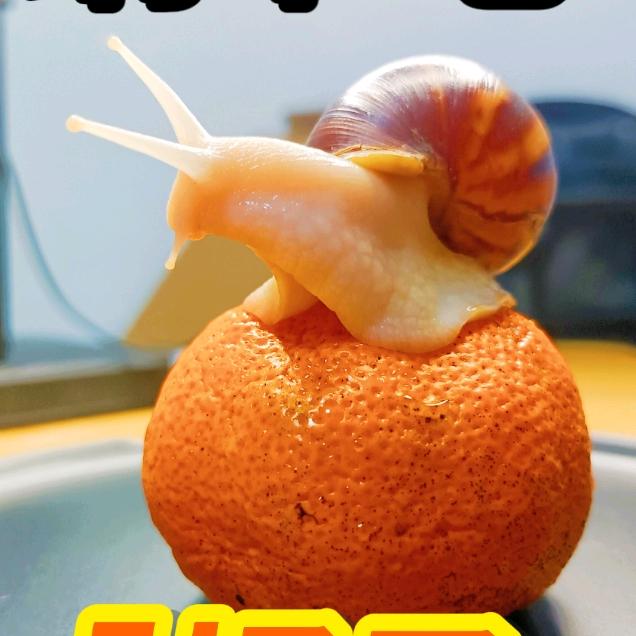 蜗蜗小牛