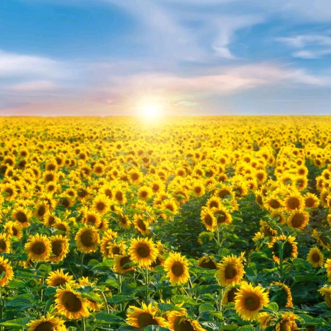 顺其自然🍀🍀🍀