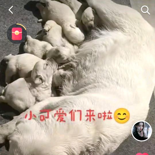 出售拉布拉多幼犬