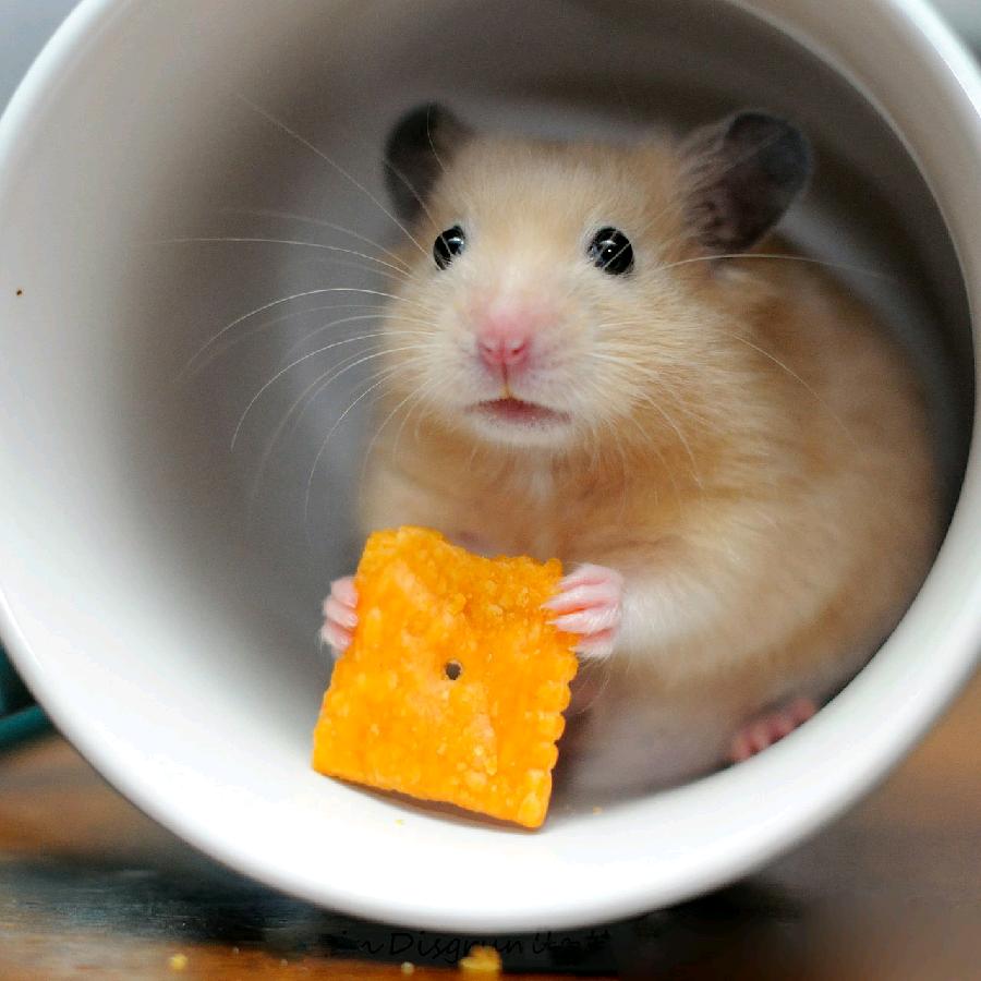 肉丸子的漫游日记