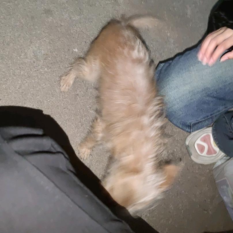 小可爱说的就是我