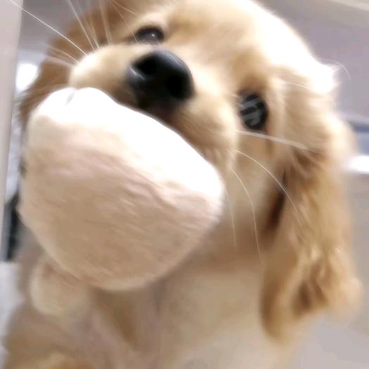 馒头小狗