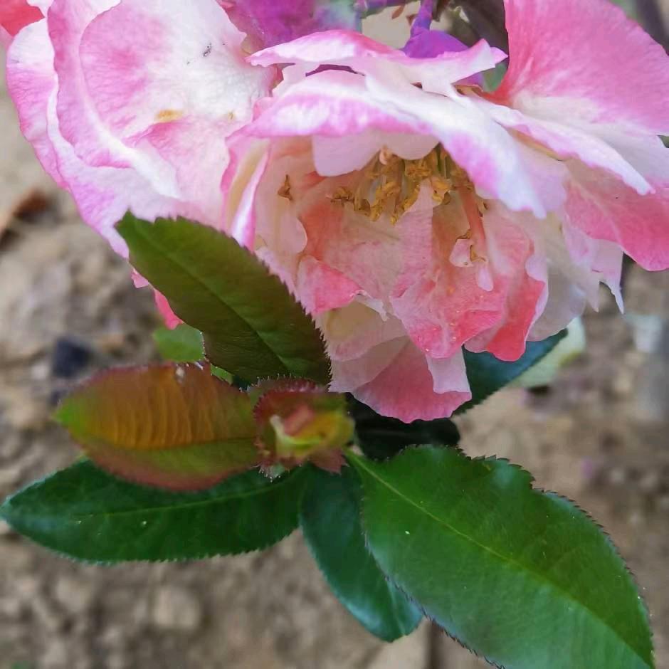 松林
