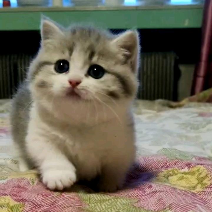 猫奶奶