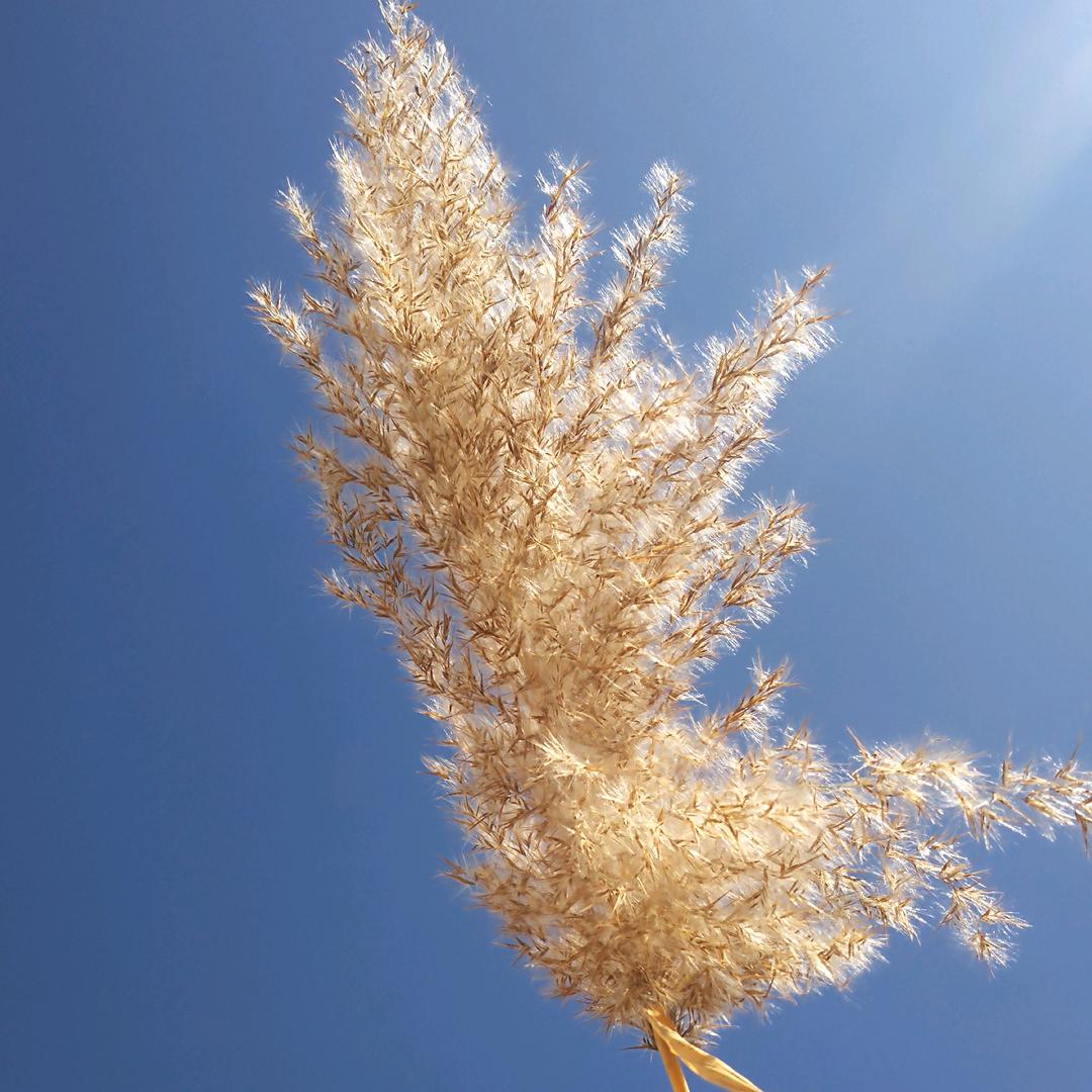 🌹🌷🌹就是我呀