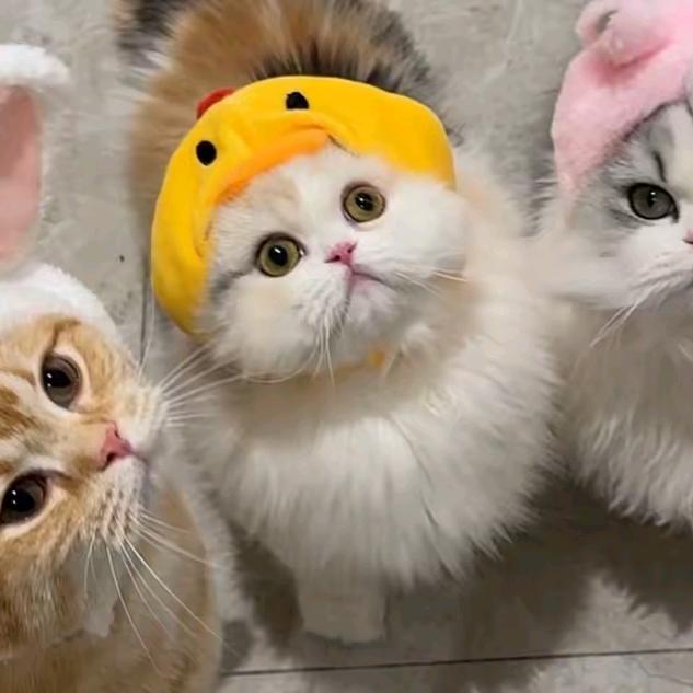 猫猫博主
