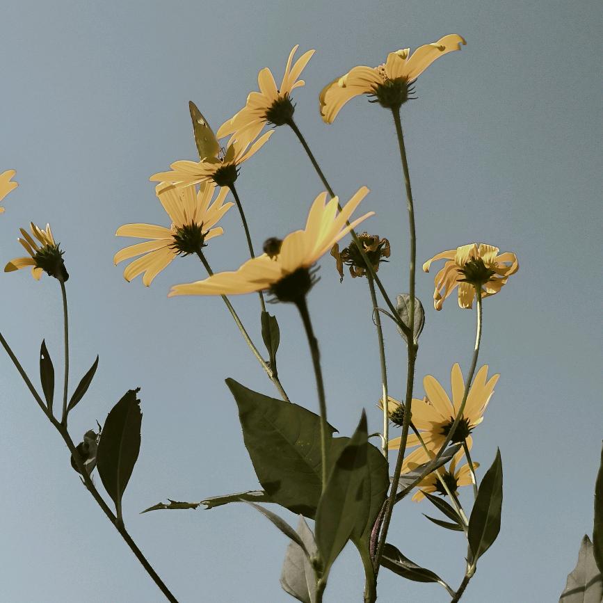 ℒ𝒾꧁༺❀༻꧂