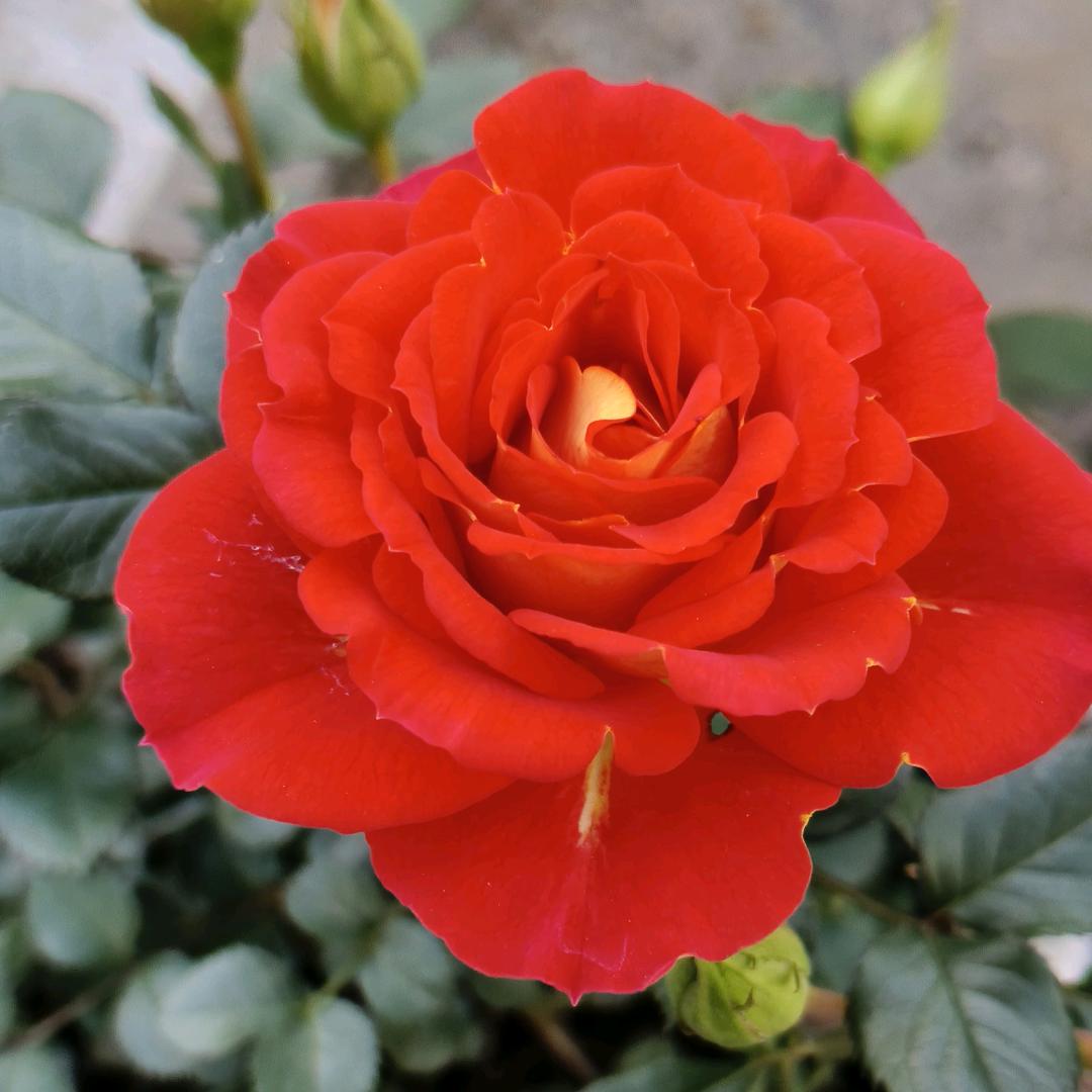 花花世界
