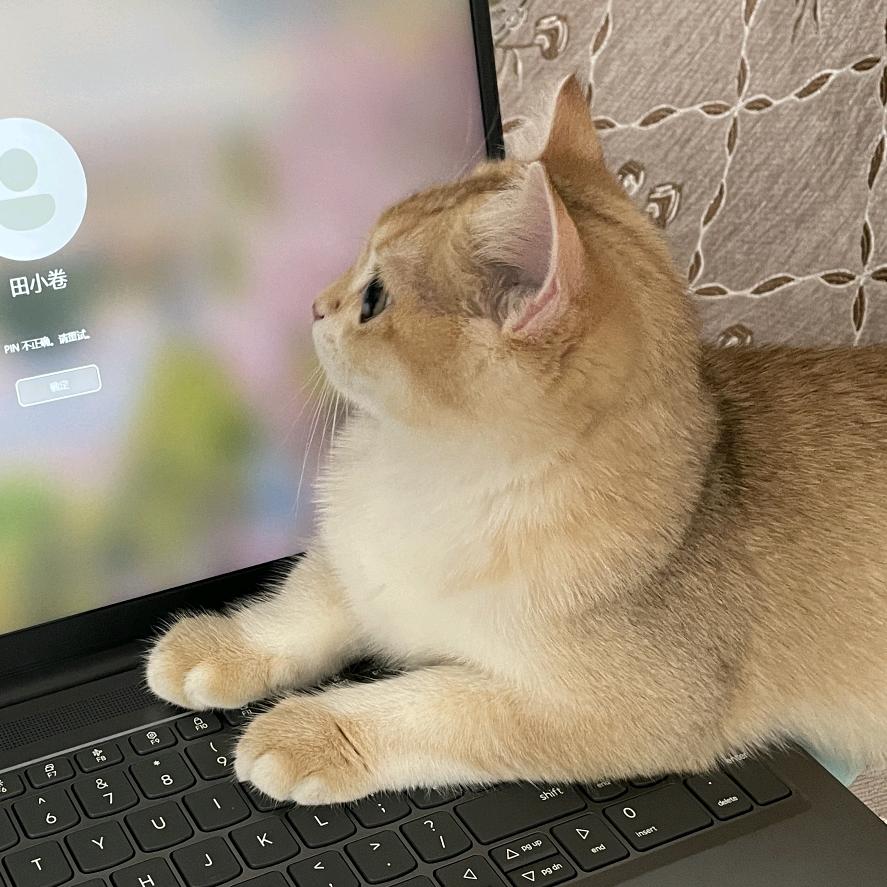 汤圆是只猫