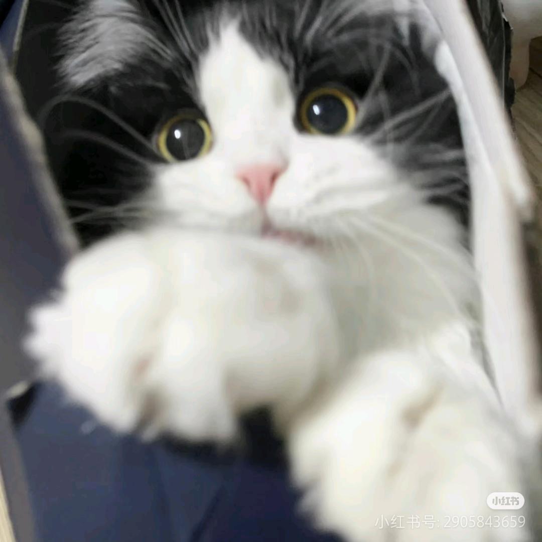 𝙆𝙞𝙠𝙪.^喵皖🍊