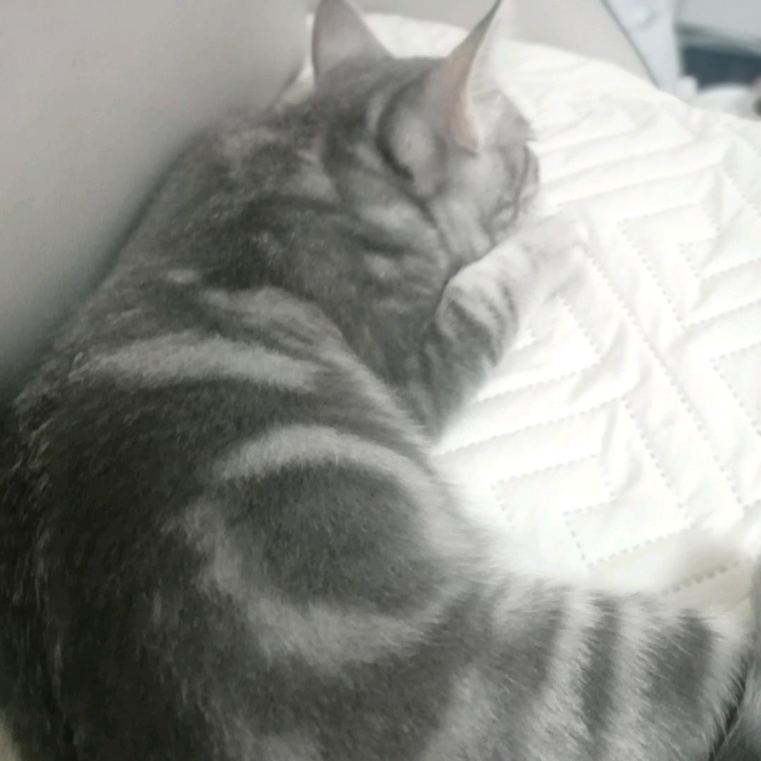 丹丹💤