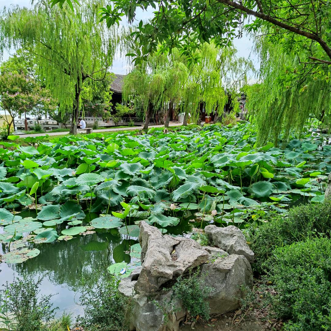 子阳