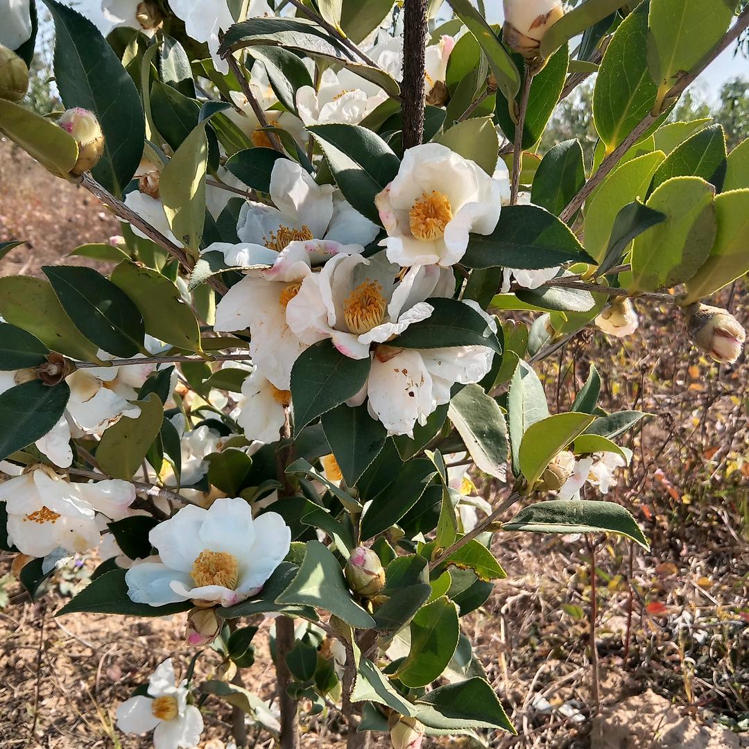 我的开心一家人