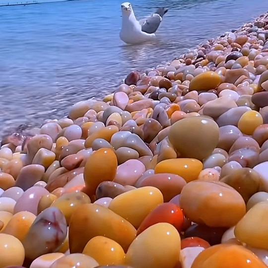 陈💫家🐯丫头🌹🌹