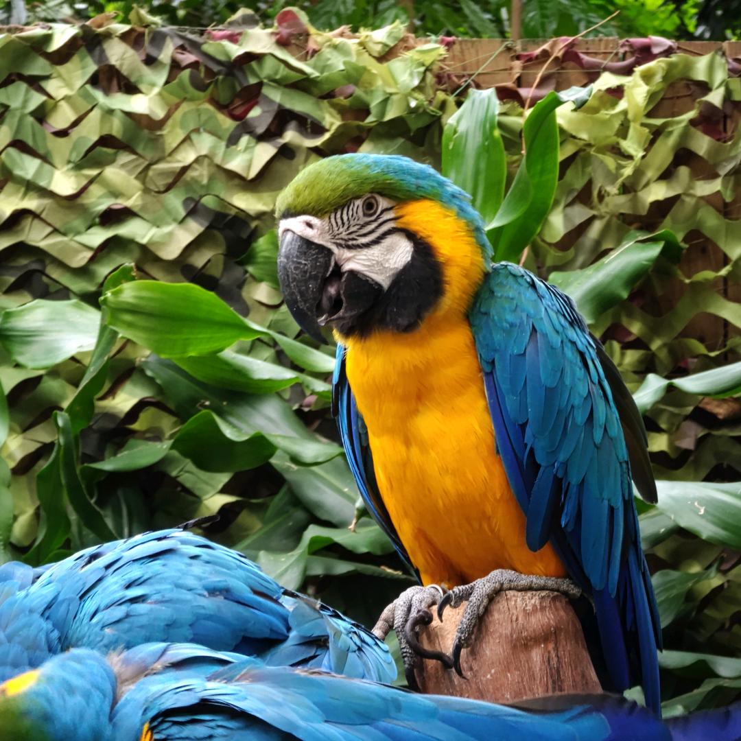 平凡的树枝（封票）