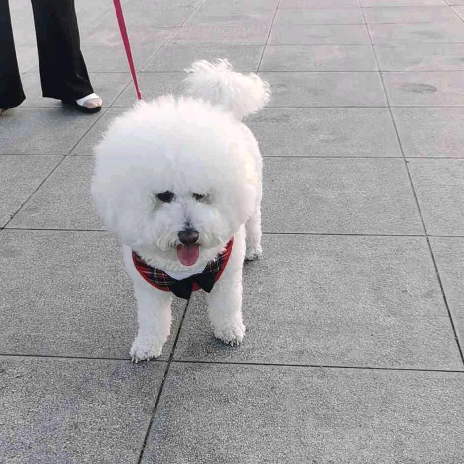 🐾徐公子🐾