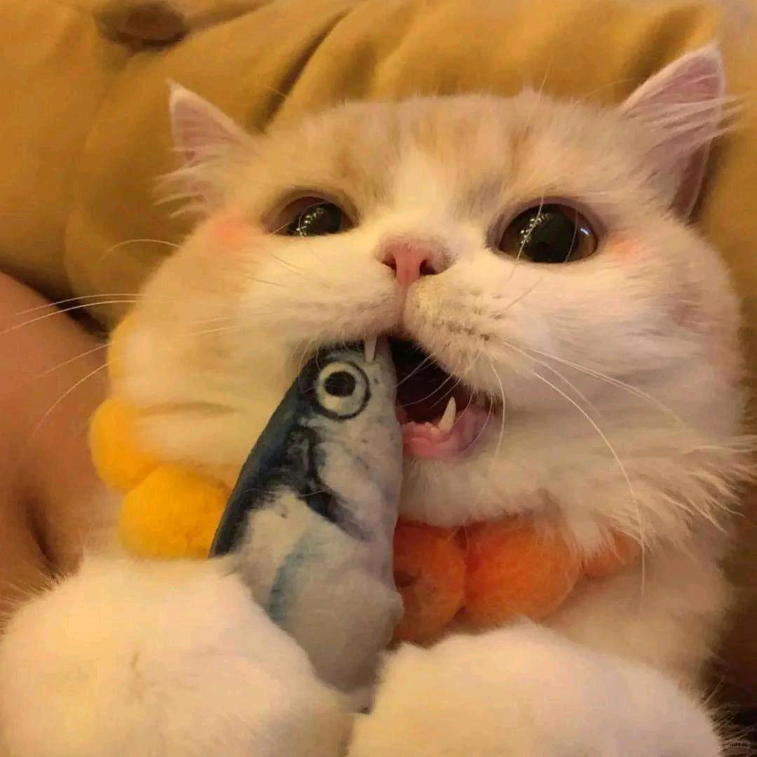 慵懒的猫头像