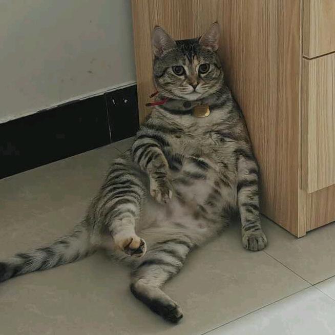 布布一二