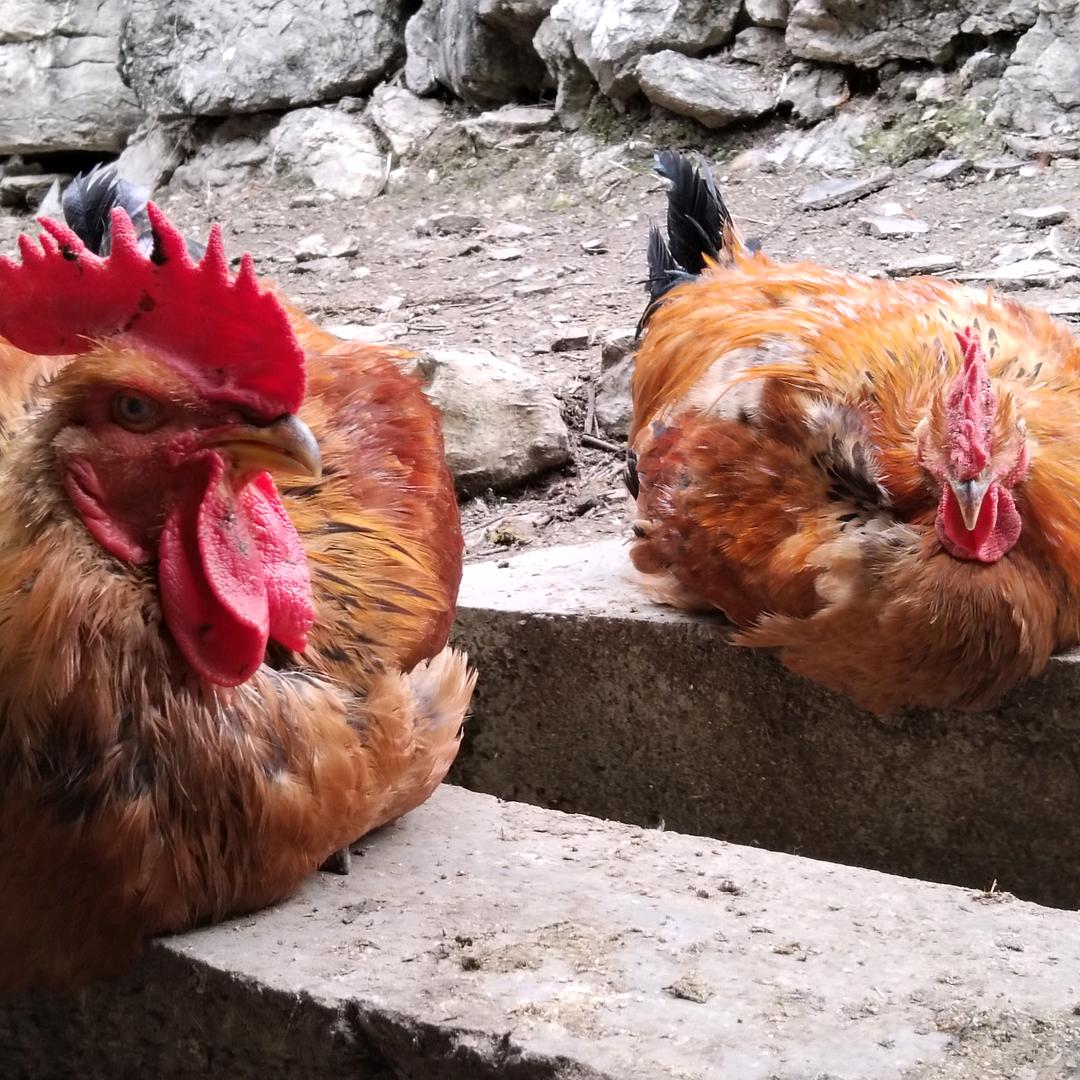 贵州正安生态养殖（农村勇哥）