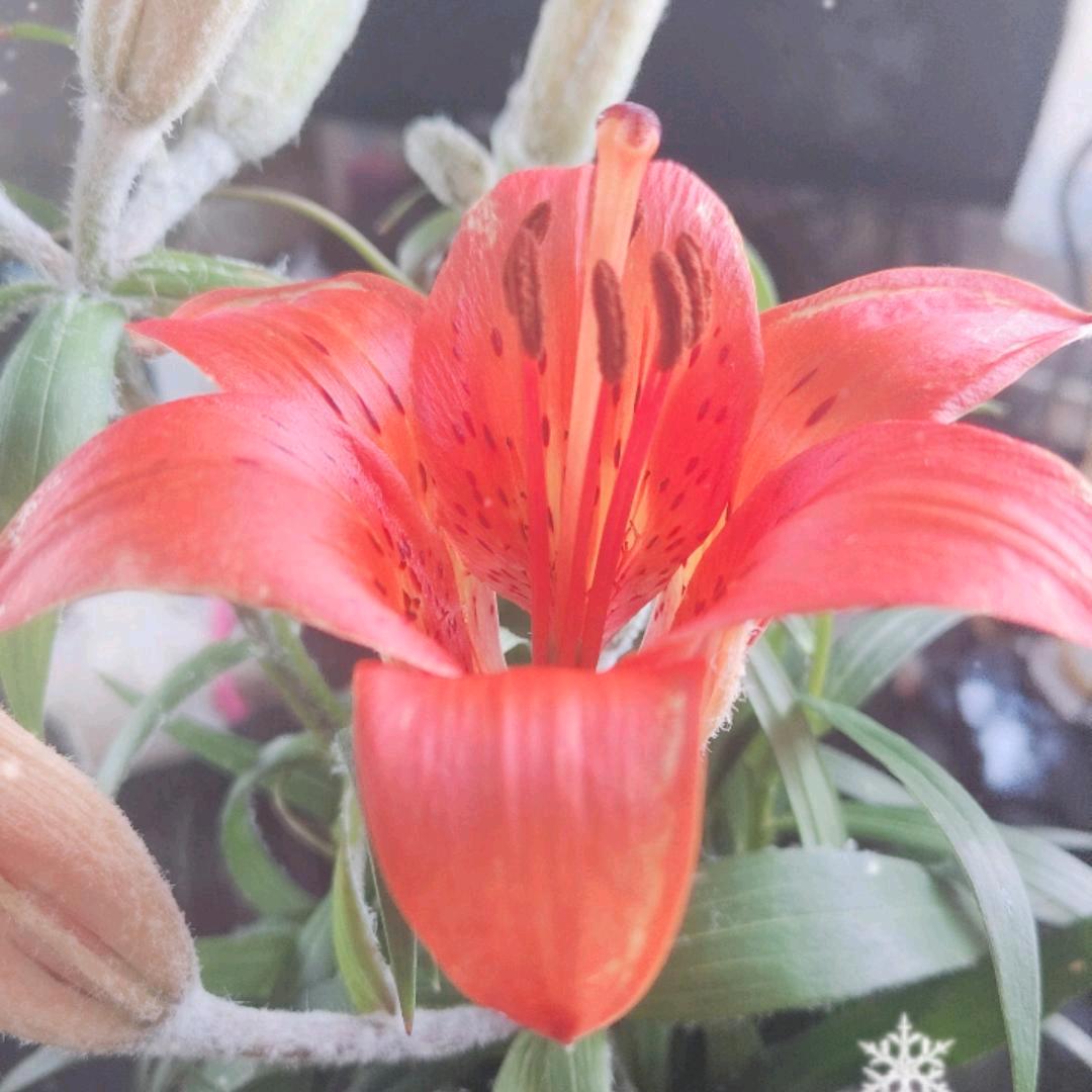 百合