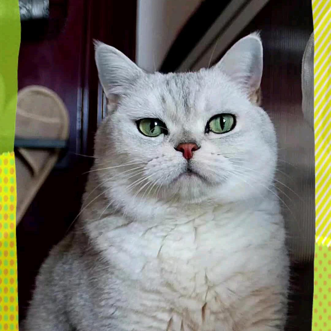 媛媛和她的猫（求关注版）