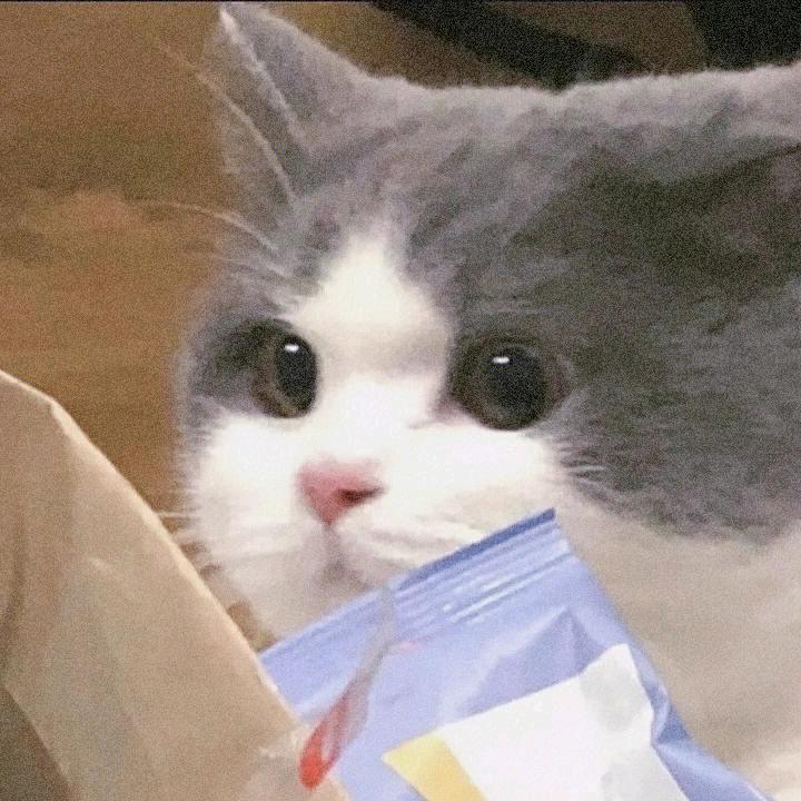 猫猫好物推荐