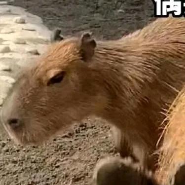 肥肥