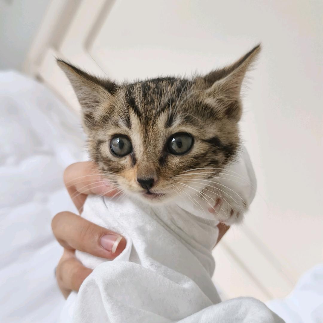 金宝是只猫